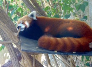 Red Panda Sunset Zoo Manhattan KS