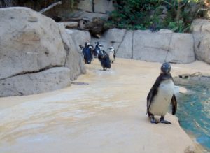 African Black Footed Penguins Africa Dallas Zoo