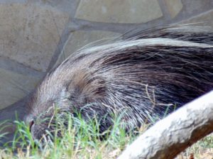 African Crested Porcupine Frank Buck Zoo Gainesville TX