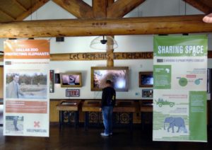 African Elephant Education Building Giants of the Savanna Africa Dallas Zoo