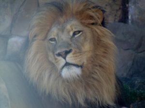 African Lion African Savanna Fort Worth Zoo