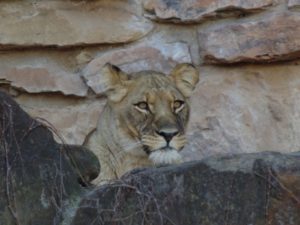African Lioness African Savanna Fort Worth Zoo