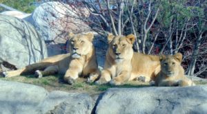 African Lionesses Giants of the Savanna Africa Dallas Zoo
