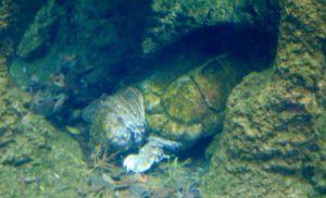 Alligator Snapping Turtle Pine Woods & Swamps Fort Worth Zoo