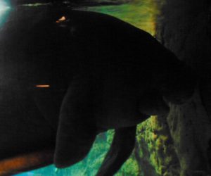 Antillean Manatee Dallas World Aqaurium Dallas TX