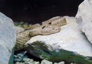 Banded Rock Rattlesnake Herpetarium Dallas Zoo Dallas Texas