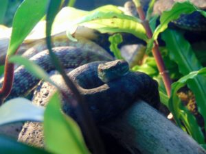 Beautiful Pitviper MOLA Fort Worth Zoo