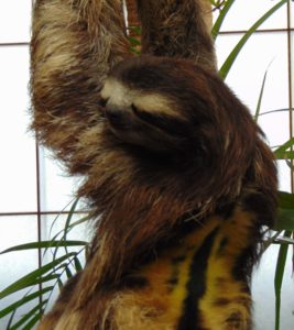 Brown-throated Three Toed Sloth Dallas World Aquarium Dallas Texas