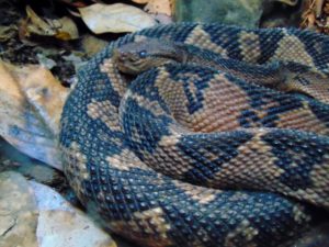 Bushmater MOLA Fort Worth Zoo