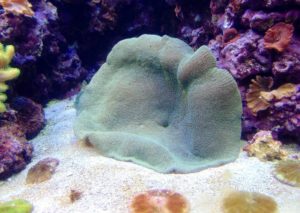 Carpet Anemone Dallas World Aqaurium Dallas TX