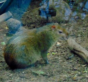 Central American Agouti Dallas World Aquarium Dallas TX