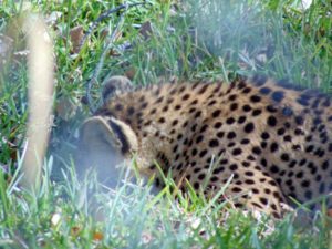 Cheetah Frank Buck Zoo Gainesville TX