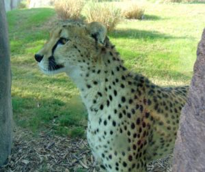 Cheetah Giants of the Savanna Africa Dallas Zoo Dallas Texas