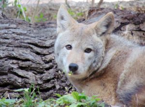 Coyote Brush Country Fort Worth Zoo