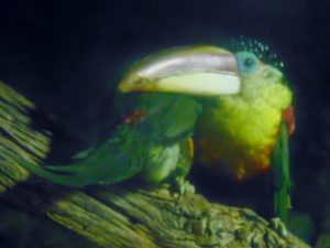 Curl-crested Aracari Dallas World Aquarium Dallas TX