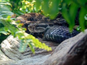 Eastern Massasauga Rattlesnake MOLA Fort Worth Zoo
