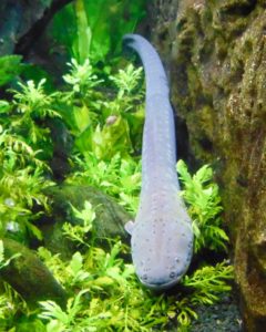 Electric Eel Dallas World Aquarium Dallas TX