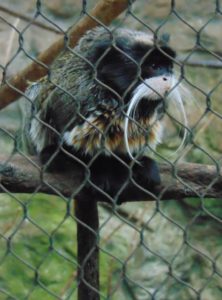 Emperor Tamarin Dallas World Aquarium Dallas TX