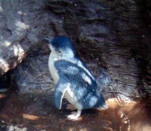 Fairy Penguin Dallas World Aquarium Dallas TX