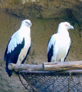 Fish Eagles Australian Outback Fort Worth Zoo