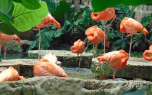 Flamingos Dallas World Aquarium Dallas TX