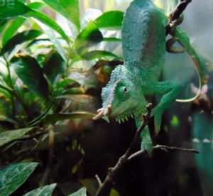 Four-horned Chameleon MOLA Fort Worth Zoo