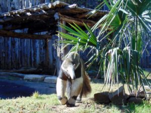 Giant Anteater Dallas Zoo