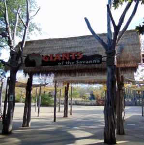 Giants of the Savanna Africa Dallas Zoo