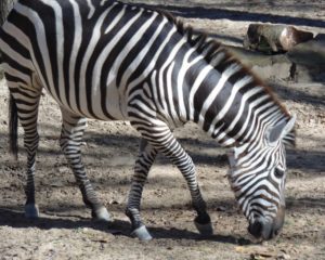 Grant's Zebra African Hoofstock Fort Worth Zoo