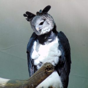 Harpy Eagle Dallas World Aquarium Dallas TX