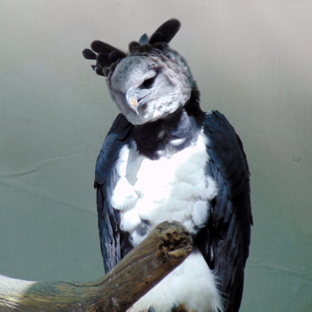 Harpy Eagle Mayan Jungle Dallas World Aquarium - The Zoo Review
