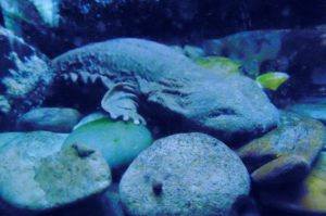 Hellbender Herpetarium Dallas Zoo
