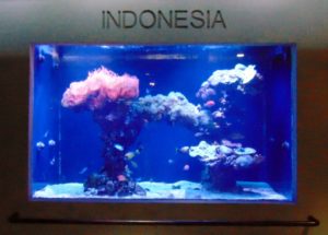 Indonesia Aquarium Dallas World Aquarium Dallas TX