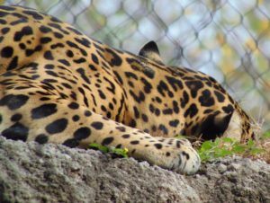 Jaguar Brush Country Fort Worth Zoo