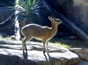 Klipspringer Gorilla Trails Africa Dallas Zoo
