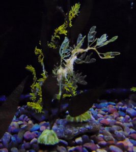Leafy Seadragon Dallas World Aquarium Dallas TX