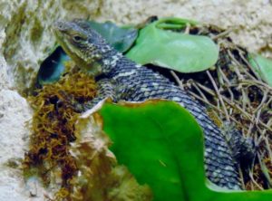 Lizard Mayan Caves Dallas World Aquarium Dallas TX