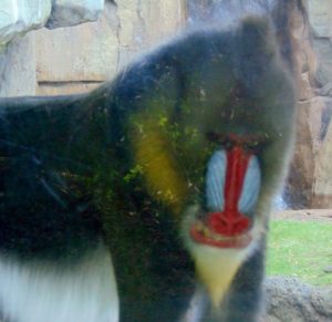 Mandrill Africa Dallas Zoo