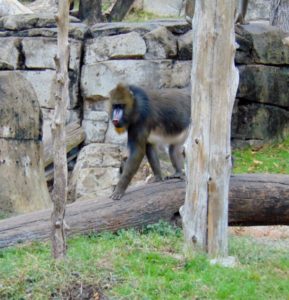 Mandrill Africa Dallas Zoo