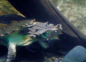 Mata Mate Herpetarium Dallas Zoo