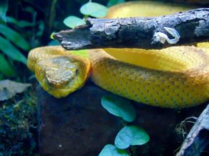 McGregor's Pitviper MOLA Fort Worth Zoo