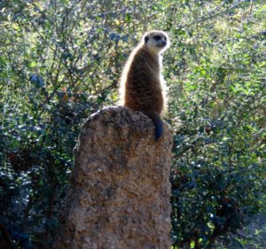 Meerkat Gorilla Trails Africa Dallas Zoo