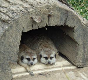 Meerkats African Savanna Fort Worth Zoo