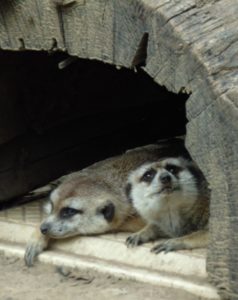 Meerkats African Savanna Fort Worth Zoo