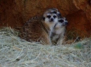 Meerkats Gorilla Trails Africa Dallas Zoo