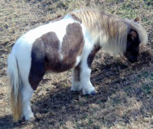 Miniature Pony Frank Buck Zoo Gainesville TX