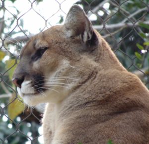 Mountain Lion Brush Country Fort Worth Zoo