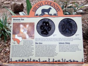 Mountain Lion Educational Signage Brush Country Fort Worth Zoo