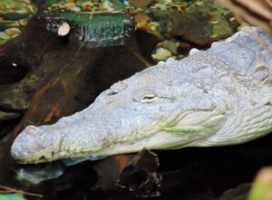 Orinoco Crocodile Dallas World Aquarium Dallas TX