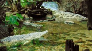 Orinoco Crocodiles Dallas World Aquarium Dallas TX